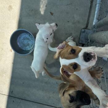 Boxer and Mixed Breed Dogs Available for Adoption in Clearwater, Florida - Beethoven | PetCurious