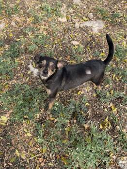 Nior -  Chihuahua Dog for Adoption in Norfolk, Massachusetts - Nior | PetCurious