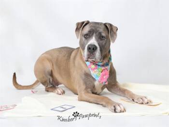 NALA -  Mastiff and Pit Bull Terrier Dog for Adoption in Omaha, Nebraska - NALA | PetCurious