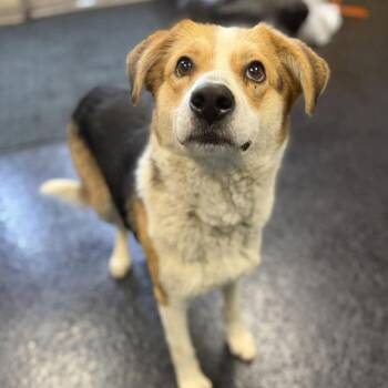 Mixed Breed Dogs Available for Adoption - Colleen | PetCurious