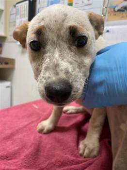 Huxtable -  Australian Cattle Dog Blue Heeler Dog for Adoption in Vancouver, Washington - Huxtable | PetCurious