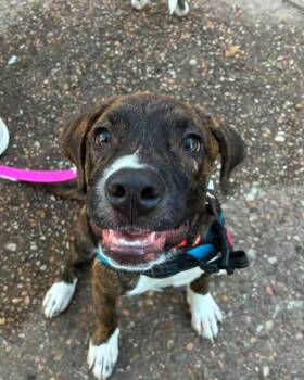 Memphis -  Mixed Breed Dog for Adoption in Manhattan, Kansas - Memphis | PetCurious