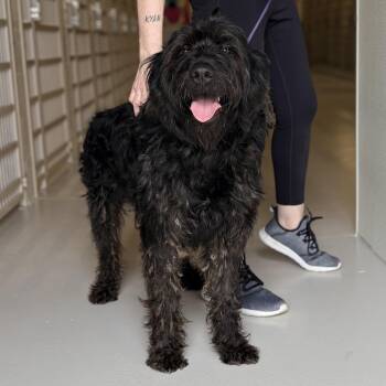 Labradoodle Dogs Available for Adoption - Murphy | PetCurious