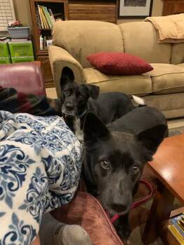 Rescue Australian Cattle Dog Blue Heeler Dogs for Adoption in Newport Beach, California - Indie | PetCurious