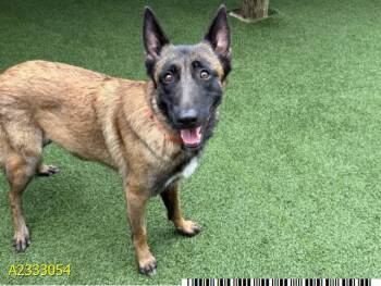 Mixed Breed Dogs Available for Adoption in West Palm Beach, Florida - ELEANOR | PetCurious