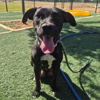 Ana -  Terrier and Mixed Breed Dog for Adoption in Abilene, Texas - Ana | PetCurious