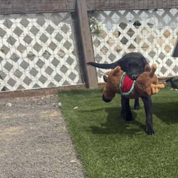 Black Labrador Retriever Dogs Available for Adoption in Phoenix, Arizona - Pepper | PetCurious