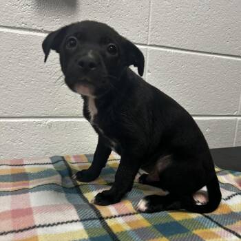Granex -  Mixed Breed Dog for Adoption in Spruce Pine, North Carolina - Granex | PetCurious