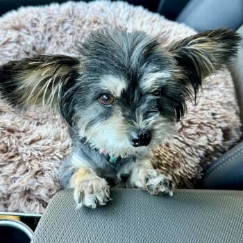 Mimi -  Yorkshire Terrier and Mixed Breed Dog for Adoption in Newport Beach, California - Mimi | PetCurious