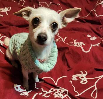 Chihuahua and Maltese Dogs Available for Adoption - Stella | PetCurious