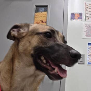 Runner -  Shepherd Dog for Adoption in Chattanooga, Tennessee - Runner | PetCurious