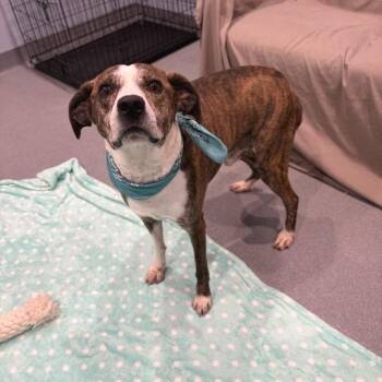 Ranger -  Mixed Breed Dog for Adoption in Canal Winchester, Ohio - Ranger | PetCurious