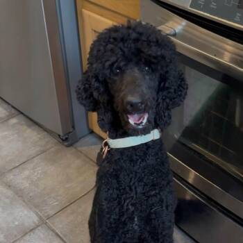 Daisy -  Poodle Dog for Adoption in Gonzales, Louisiana - Daisy | PetCurious
