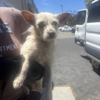 TANSY -  Terrier Dog for Adoption in Richmond, California - TANSY | PetCurious