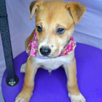 Husky Dogs Available for Adoption in Beaumont, Texas - Cilantro | PetCurious