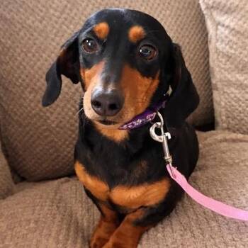 Dachshund Dogs Available for Adoption in Pittsburg, Kansas - Lyla | PetCurious