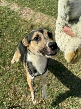 Rescue Husky and Australian Shepherd Dogs for Adoption in Dallas, Texas - Cruella J | PetCurious