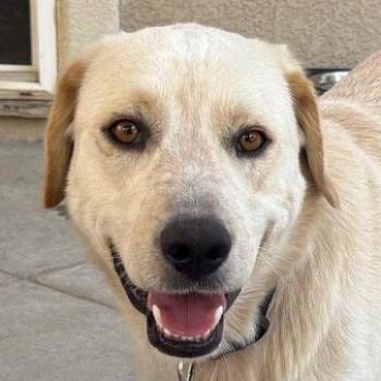 Lucky -  Labrador Retriever Dog for Adoption in Concord, California - Lucky | PetCurious