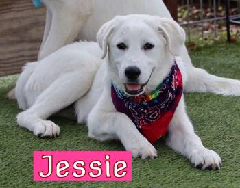 Jessie -  Labrador Retriever and Great Pyrenees Dog for Adoption in Fort Worth, Texas - Jessie | PetCurious