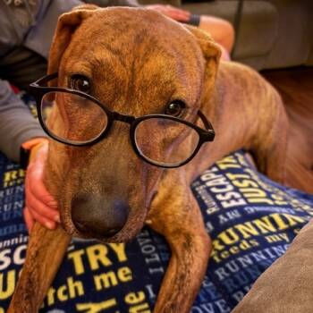 Rescue Hound Dogs for Adoption in Raleigh, North Carolina - Bean | PetCurious