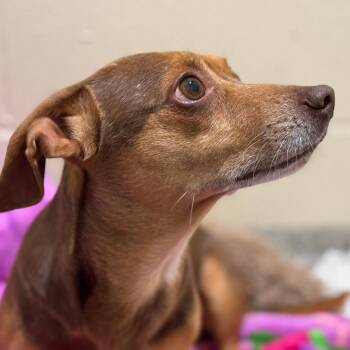 Chihuahua Dogs Available for Adoption - Justin: You Are "just-in" Time To Adopt This Sweet Dog | PetCurious