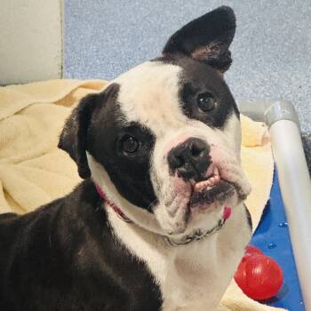 Meet DELILAH - what a doll - no joke - sweet as can be. Female 5 -  Bulldog and Terrier Dog for Adoption in Clifton, New Jersey - Meet DELILAH - What A Doll - No Joke - Sweet As Can Be. Female 5 | PetCurious