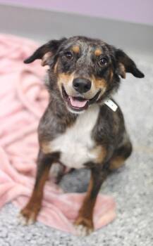 Cattle Dog Dogs Available for Adoption in Manchester, New Hampshire - Journey In NH! Come Meet Our Adoptable Dogs Wednesday-Saturday.  | PetCurious