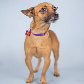 Betty Jo -  Chihuahua Dog for Adoption in Portland, Oregon - Betty Jo | PetCurious