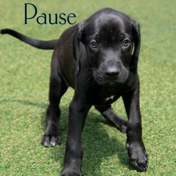 Pause -  Mixed Breed Dog for Adoption in Parkersburg, West Virginia - Pause | PetCurious