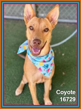 COYOTE -  Shepherd and Hound Dog for Adoption in Marietta, Georgia - COYOTE | PetCurious