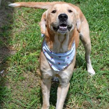 Nugget -  Yellow Labrador Retriever and Golden Retriever Dog for Adoption in Beaumont, Texas - Nugget | PetCurious