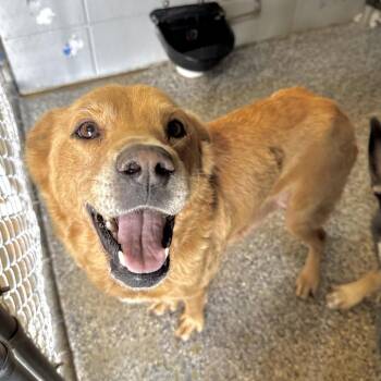 Dolly -  Retriever Dog for Adoption in Beaumont, Texas - Dolly | PetCurious