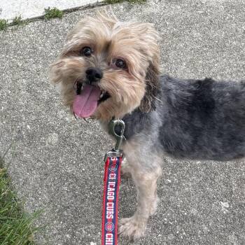 Twist -  Mixed Breed Dog for Adoption in Naperville, Illinois - Twist | PetCurious