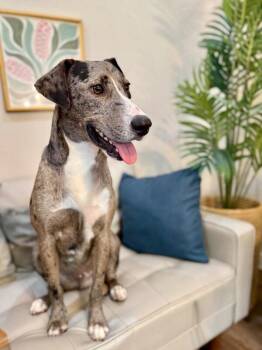 Durango Delightful -  Catahoula Leopard Dog Dog for Adoption in Friendswood, Texas - Durango Delightful | PetCurious