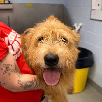 Standard Poodle and Mixed Breed Dogs Available for Adoption in Martinsville, Virginia - Eazy | PetCurious
