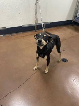 Miniature Pinscher and Mixed Breed Dogs Available for Adoption in Chico, California - Drama | PetCurious