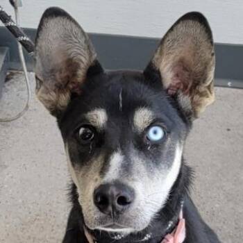 108577 -  Mixed Breed Dog for Adoption in Las Cruces, New Mexico - 108577 | PetCurious