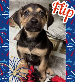 Flip -  Hound Dog for Adoption in Ringwood, New Jersey - Flip | PetCurious