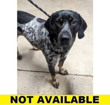 Rescue Bluetick Coonhound and Mixed Breed Dogs for Adoption in Eugene, Oregon - Fay | PetCurious