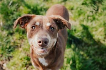 Doberman Pinscher and Mixed Breed Dogs Available for Adoption - Daisy - Sponsored By Judith Holznagel & Sandra | PetCurious
