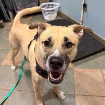 Odin -  Mixed Breed Dog for Adoption in Chattanooga, Tennessee - Odin | PetCurious