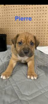 Mixed Breed Dogs Available for Adoption in Wyoming, Michigan - Pierre | PetCurious