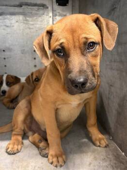 26-336 -  Labrador Retriever Dog for Adoption in Tarboro, North Carolina - 26-336 | PetCurious