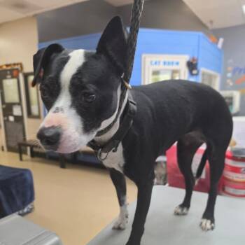 Angelica - Chino Hills Location -  Boston Terrier and Mixed Breed Dog for Adoption in Chino Hills, California - Angelica - Chino Hills Location | PetCurious