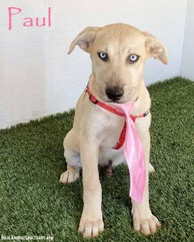 Paul -  Yellow Labrador Retriever and Husky Dog for Adoption in San Diego, California - Paul | PetCurious