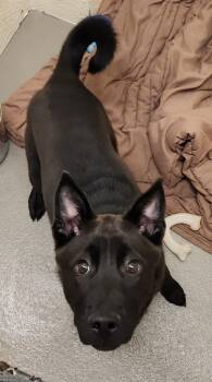 PRISCILLA -  Shiba Inu and Mixed Breed Dog for Adoption in Hagerstown, Maryland - PRISCILLA | PetCurious