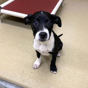 Mixed Breed Dogs Available for Adoption in Monroe, Georgia - Tater #22880 | PetCurious