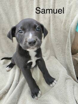 Rescue Labrador Retriever Dogs for Adoption in Manchester, Connecticut - Samuel | PetCurious