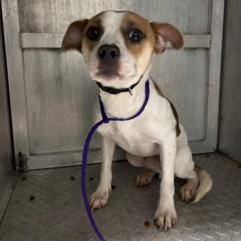 Gravy -  Pit Bull Terrier Dog for Adoption in Greensboro, North Carolina - Gravy | PetCurious