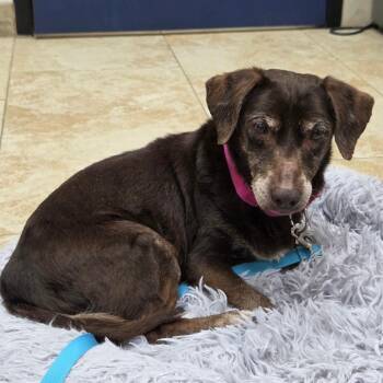 Daffney -  Miniature Dachshund and Mixed Breed Dog for Adoption in Galveston, Texas - Daffney | PetCurious